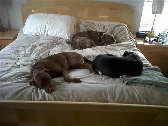 Pitbulls can lay on yout bed and nap while you get ready for work in the morning. fatbrowne adam browne